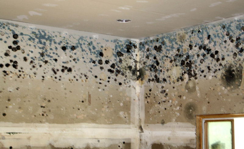 Mold contamination